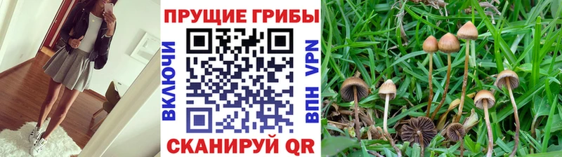 Псилоцибиновые грибы Psilocybe  Купить  Мезень 
